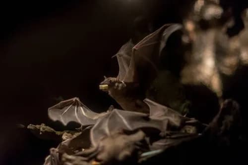 Crawl through Japan’s Saiko Bat Cave near Mt Fuji