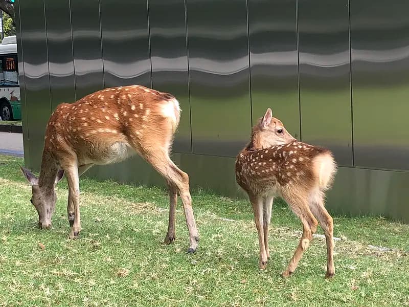 My Deer Park ~Nara Park 4-hour Walking Tour~