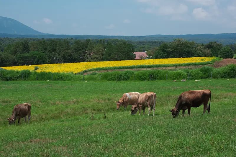 Hiruzen Jersey Land