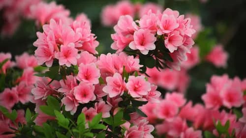 Vibrant pink and white waves of azaleas in Kure, Hiroshima