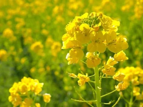 Yellow Flower Paradise at FukuFuku no Sato, Fukuoka!