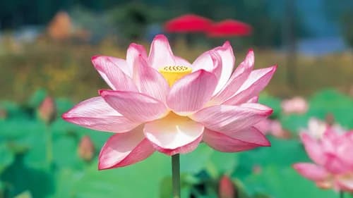 At Minami Echizen, Fukui: 130 types of Lotus Flowers Bloom