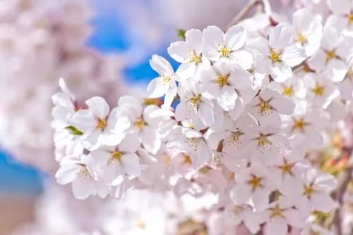 Japan's 12 Amazing Cherry Blossom Tunnels 2019