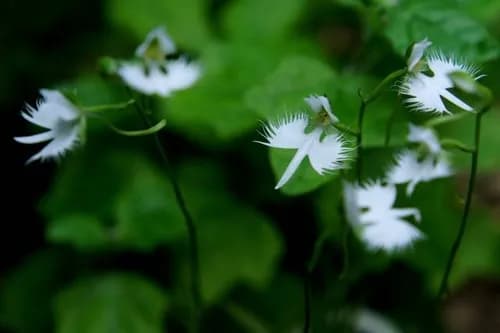 Observe the rare wildlife of Kashibaru Wetland in Saga Prefecture