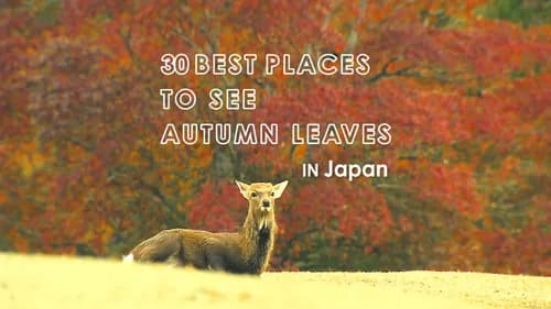 秋といえば紅葉!日本全国のおすすめ紅葉スポット