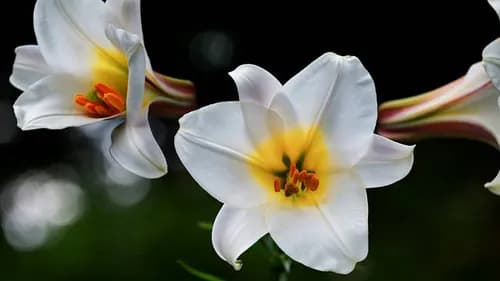 The alluring charms of nature in Hiroshima Prefecture: Lilies and Water lilies