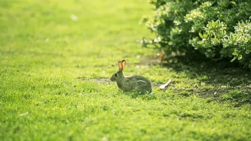 The paradise of Rabbits is here in Okunoshima, Hiroshima