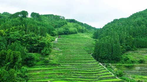 Tsuzura Tanada: The Must-See Rice Terrace in Fukuoka, Japan