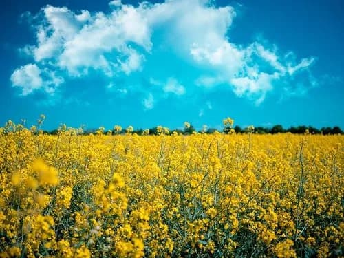 Beautiful contrasts of blue and yellow in Futami-cho, Ehime