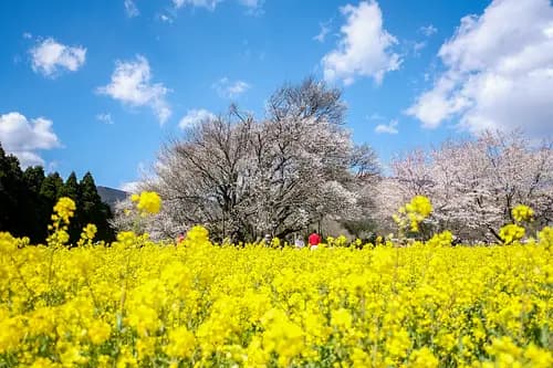 Isshingyou no Oozakura