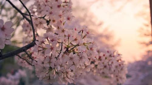 Hakusan Park: The park where double cherry blossom can be seen