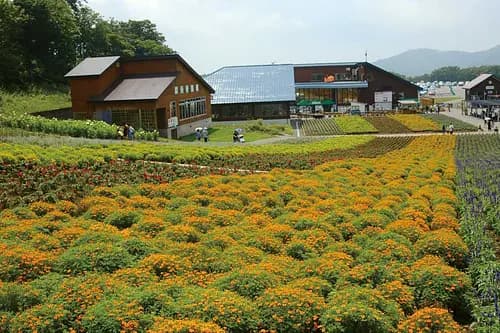 Tambara Lavender Park