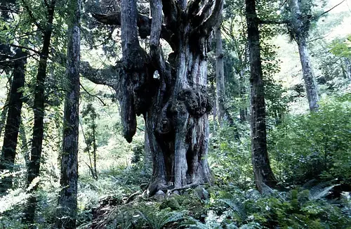 Chichisugi Japanese Cedar