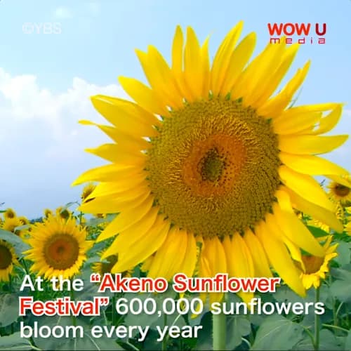 Delight your summer with Yamanashi's sunflower and lavender festivals