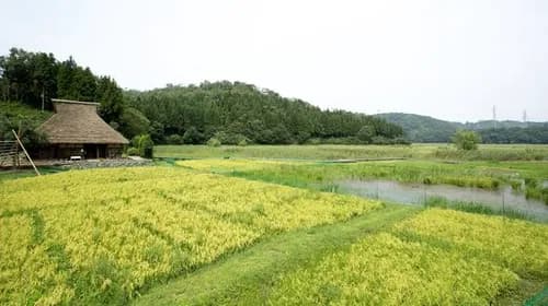 Explore Nakaikemi-Shincchi Wetlands to Discover the Rare Species in Fukui Prefecture