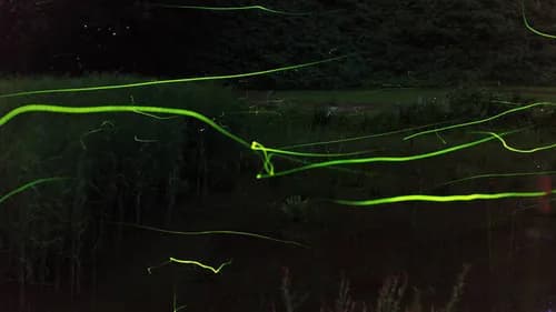 Yuki-cho Hiroshima’s beautiful fireflies in the night sky
