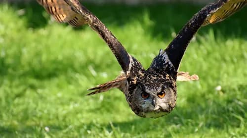Animal cafés in Japan?Choose Owl de Base, Hiroshima
