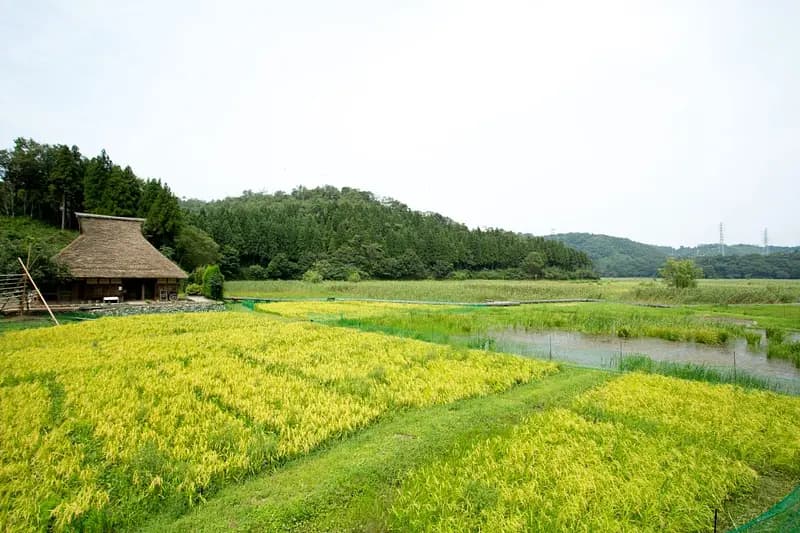 Nakaikemishicchi