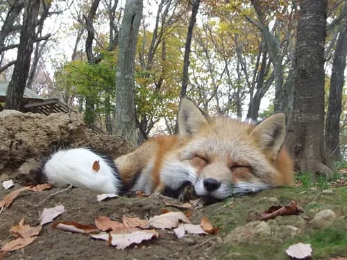 Zao Fox Village