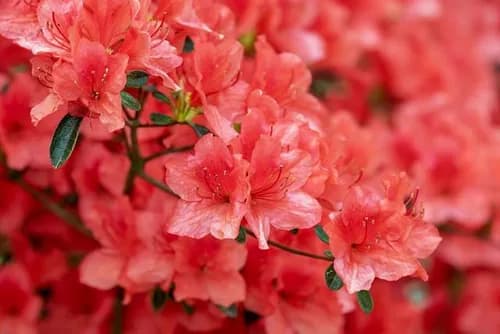 Azaleas at Nishiyama Park, Sabae city, Fukui, will take your breath away!