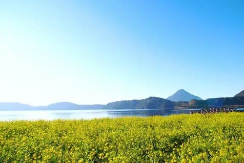 Lake Ikeda,Kagoshima: See Flowers and a Lake Monster?