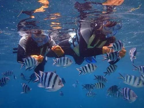 Snorkeling Near Tokyo for International Travelers