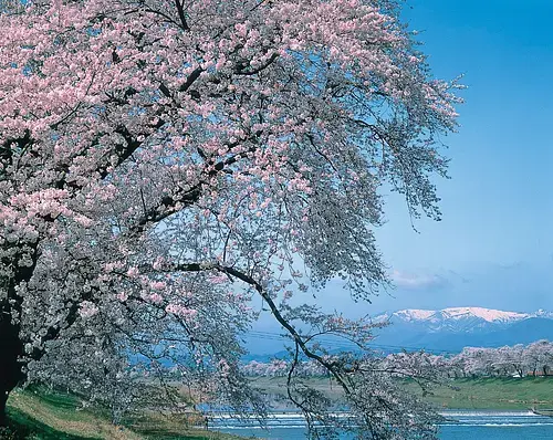 Hitome Senbonzakura Cherry Blossoms / Funaokajoshi Koen Park