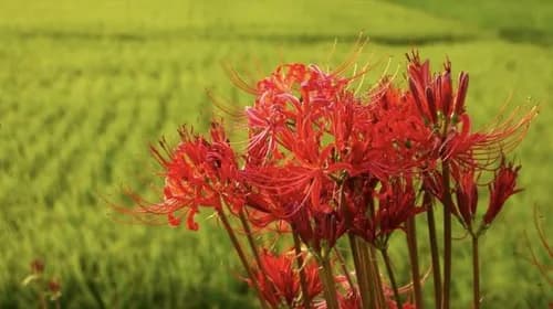 Stunning Cluster Amaryllis and Golden Rice Terraces of Kumamoto