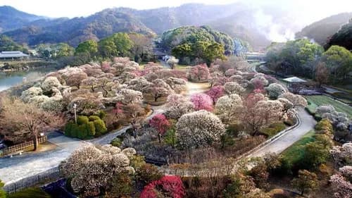 Great Spot for Plum Blossoms:Nanrakuen garden in Shikoku