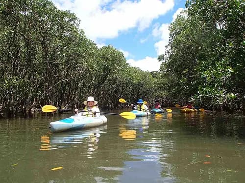 Kuroshio no Mori Mangrove Park