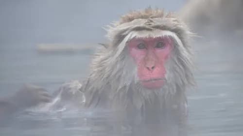 【地獄谷野猿公苑】温泉に浸かるサルを見よう!ベストシーズンや周辺情報も