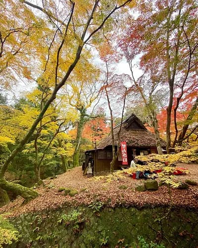 Highlights in Nara for 6 hours