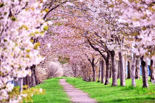 Cherry Blossom Forecast and The Best Hanami Spots Across Japan