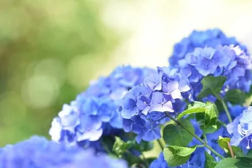 Enjoy Asuwayama, Fukui’s Hydrangeas in Full Bloom