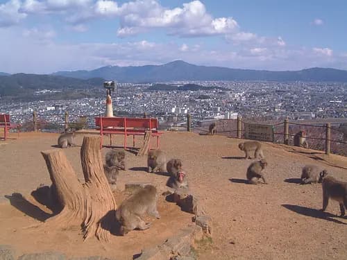 Arashiyama Monkey Park Iwatayama