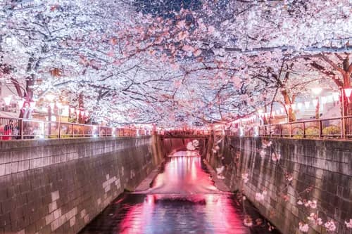 A Guide to Hanami: The Best Cherry Blossom Spots in Tokyo 2020