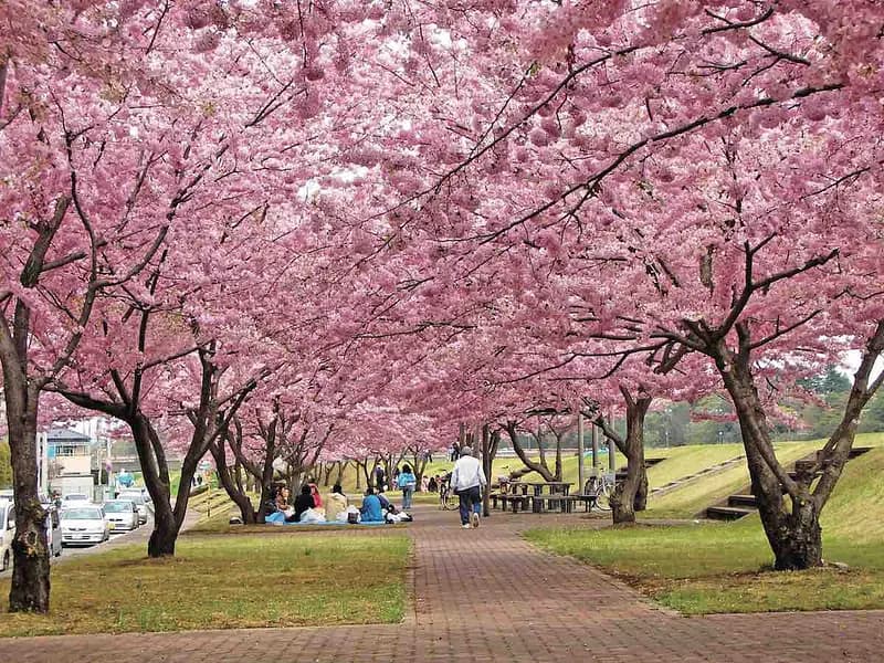 Omoigawa River Sakura Embankment