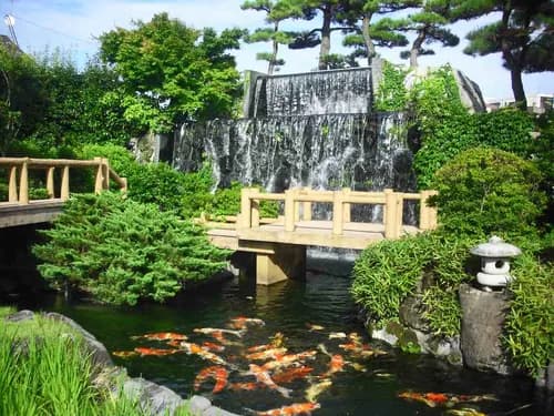 The History And Place To Visit Behind A Forty Million Value of Japanese Koi, Nishikigoi