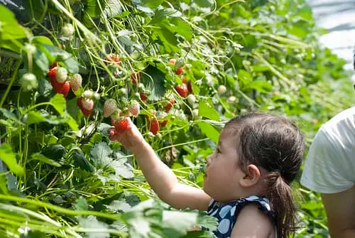 Hamamatsu Fruit Park Tokinosumika