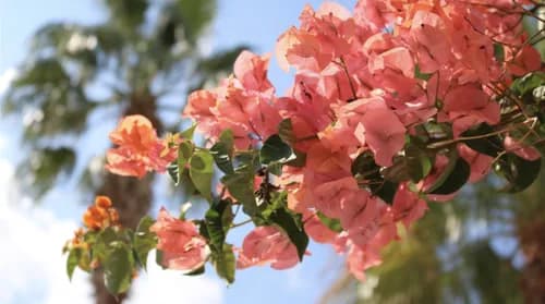 Bougainvillea Flower Blossoms through the Seasons in Saga