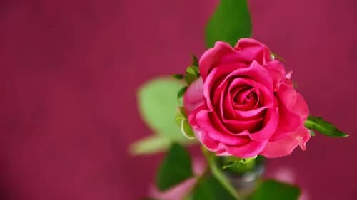 Millions of roses parade in Fukuyama, Hiroshima